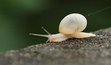 蜗牛给予的启示