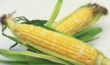 我爱吃玉米