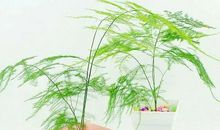 我发现云竹也很“美丽”