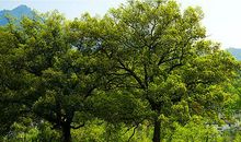 学校里的香樟树