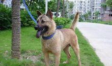 有意思的田园犬