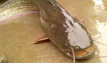 都是“鲇鱼”惹的祸