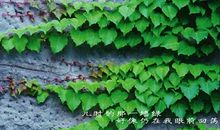 爬山虎的私语