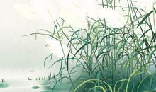 蒹葭