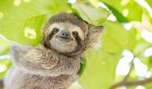 我的哥哥是树懒