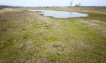 烈日下那丛野草