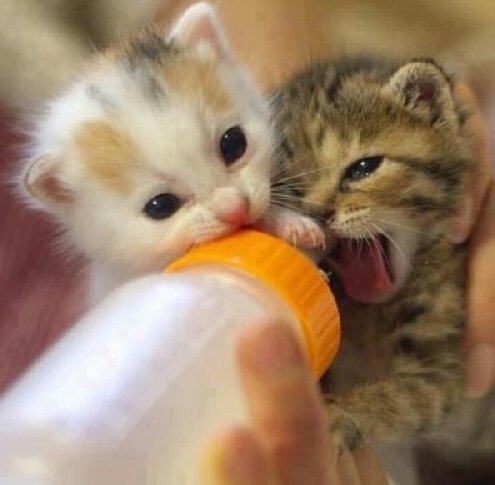 我最喜欢的小猫