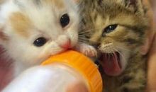 我最喜爱的小猫咪