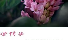 春天捎不来的消息