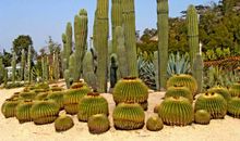 沙漠里的仙人掌