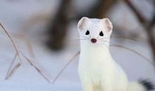 一只黄鼠狼的悲剧