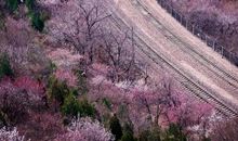 这个夏天我只记得你