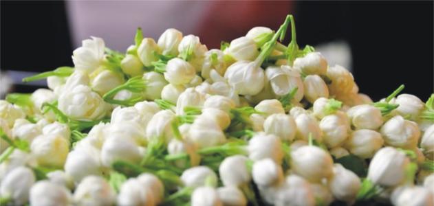 雪白茉莉花