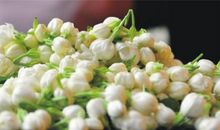 雪白的茉莉花