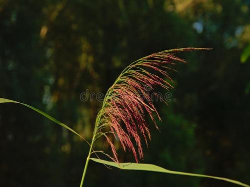 静静地等待开花的草