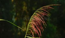 一棵悄悄等待开花的小草