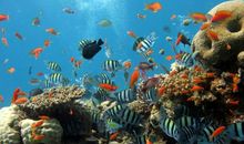 五彩的海底世界