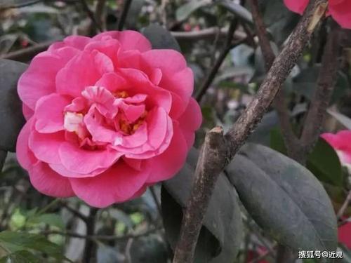 春季约会