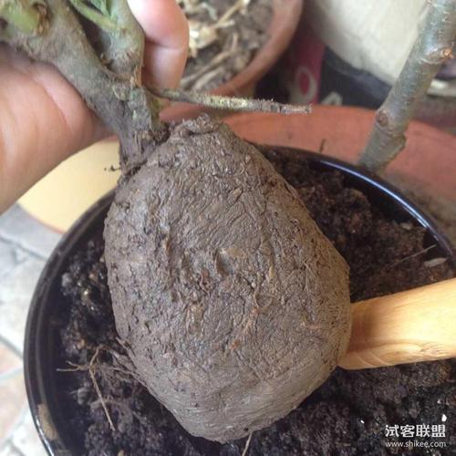 神奇的蚊帐袋