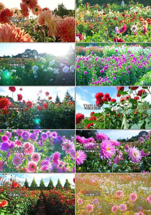 美丽的学校花园