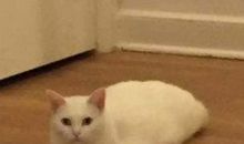 小狗是我的老师