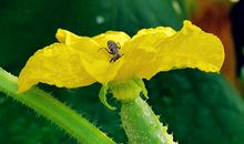 充满生机的早晨