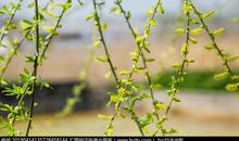 描写柳絮的作文