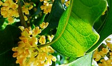 如桂花般留香的时光