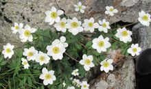 岩石缝里的小花