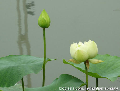 春天桃花雨