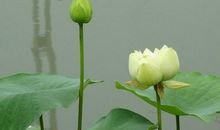 春天里的桃花雨