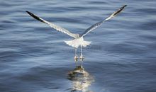 水为什么会上升