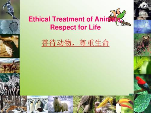 善待小动物