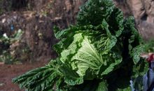 奶奶家的菜园子