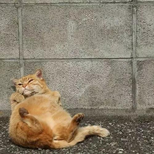 关于流浪猫的组成