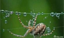 蜘蝶的启示