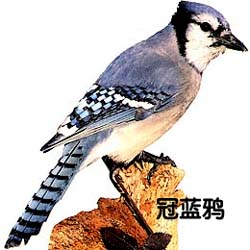 我熟悉的鸟