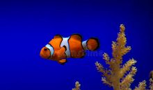 走进小丑鱼的幸福海洋