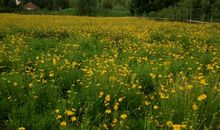 我爱我家乡的净月潭