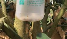 柚香里弥漫的故事