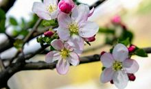 灵宝苹果花节征文