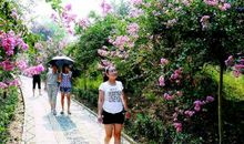 秋游紫薇林