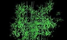 翠竹的不屈助我成长