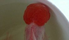 歪尾巴的小金鱼