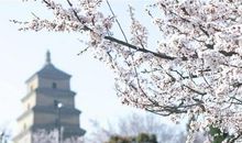 我与大雁塔有个约定