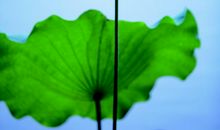 夏日清荷里的童年