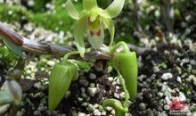 美丽的铁皮石斛