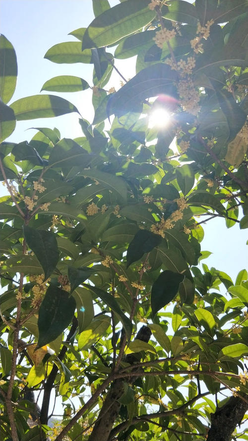 最喜欢的桂花