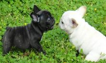 我养的“小家伙”