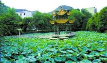 学校里的荷花池